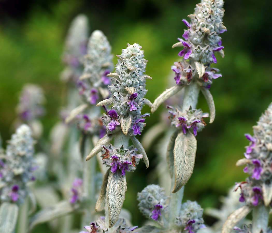 Plant Image